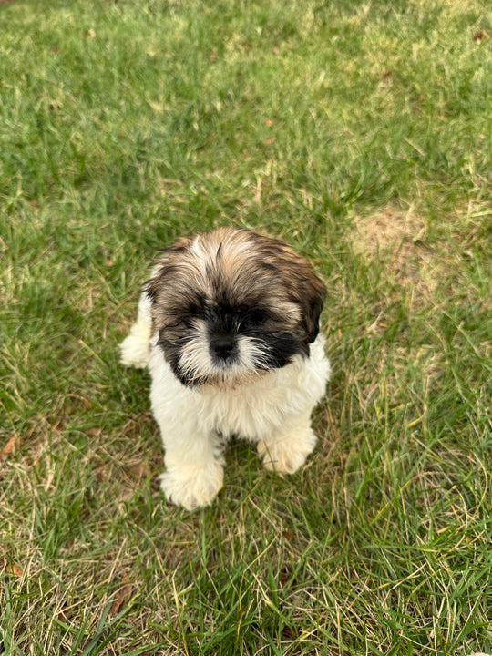 Shih-tzu - 7705