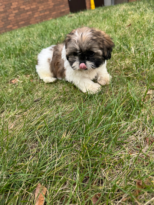 Shih-tzu - 7705