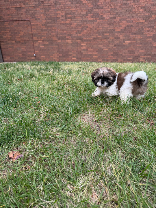 Shih-tzu - 7705