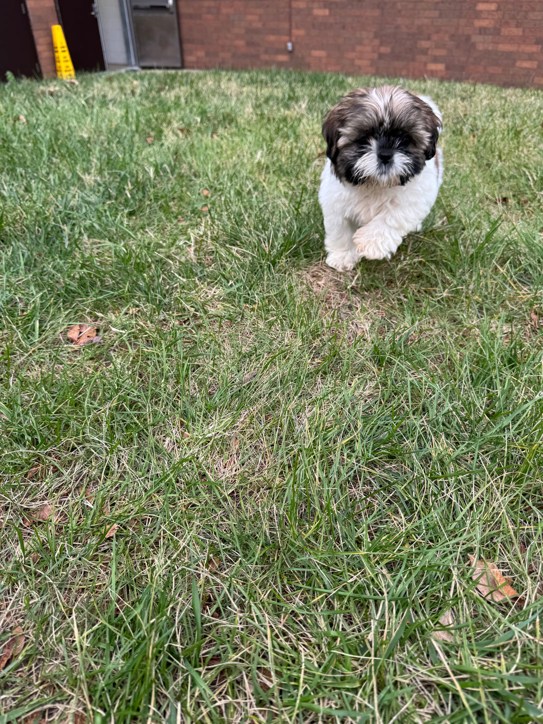 Shih-tzu - 7705