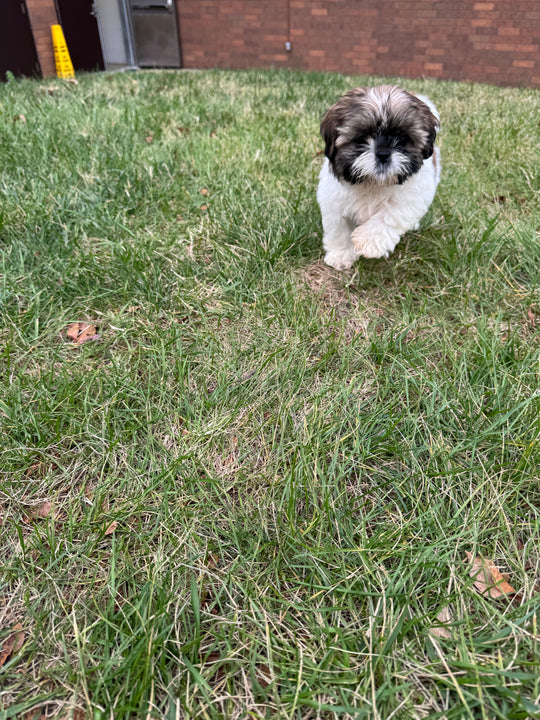 Shih-tzu - 7705