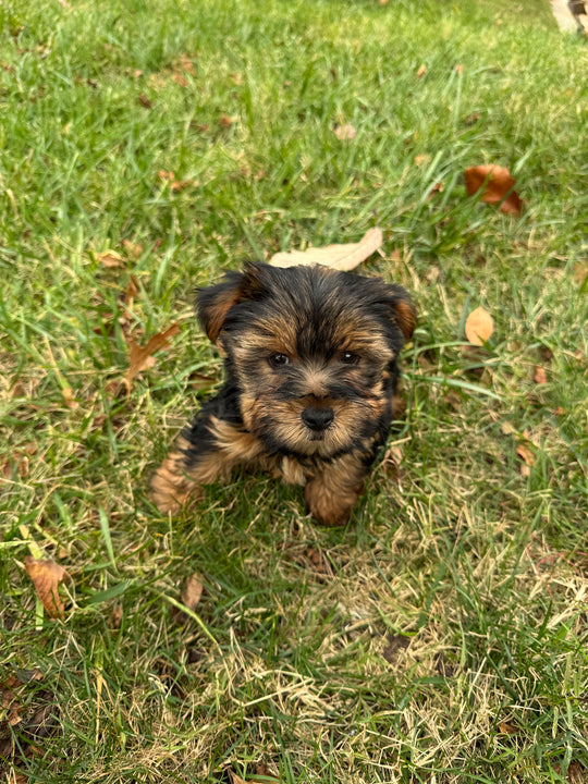 Yorkshire Terrier - 7537