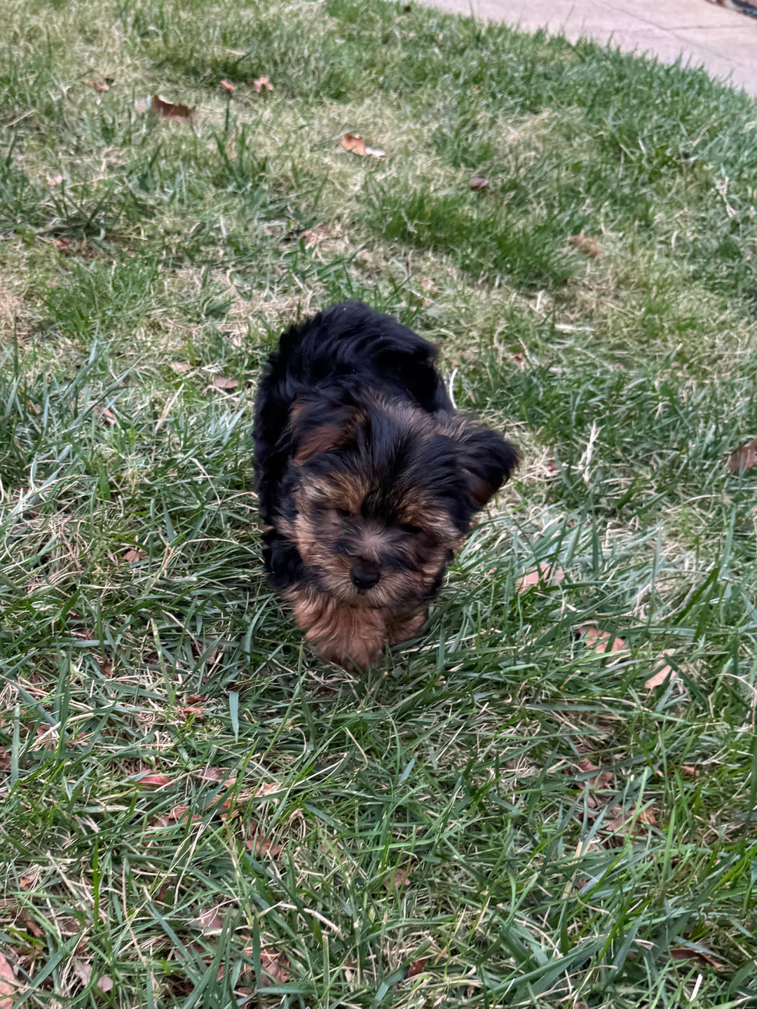 Yorkshire Terrier - 7537