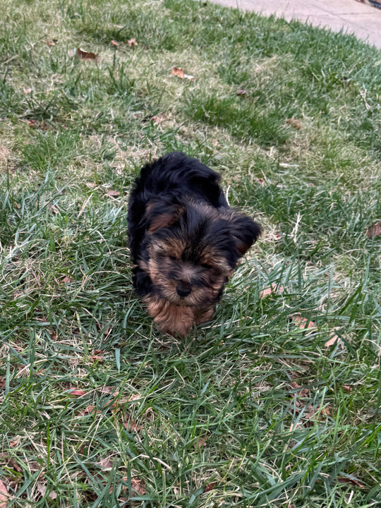 Yorkshire Terrier - 7537