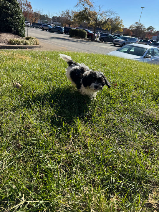 Teddy Bear (Shih Tzu/Bichon Frise) - 7001