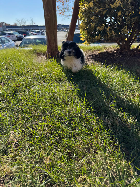 Teddy Bear (Shih Tzu/Bichon Frise) - 7001