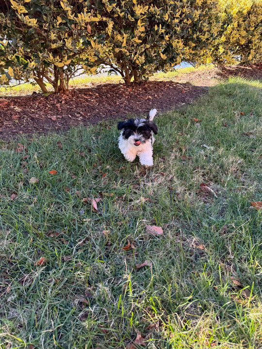 Teddy Bear (Shih Tzu/Bichon Frise) - 7001