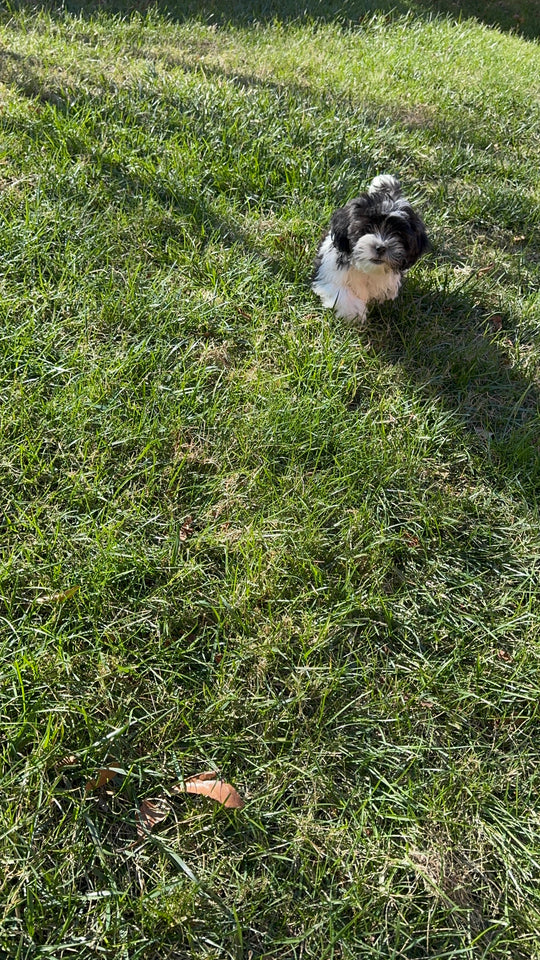 Teddy Bear (Shih Tzu/Bichon Frise) - 7001