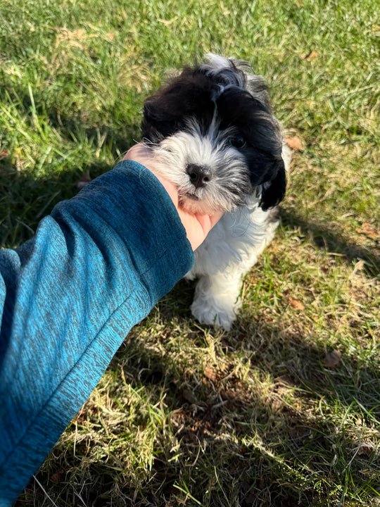 Teddy Bear (Shih Tzu/Bichon Frise) - 6985