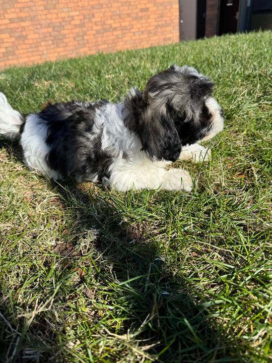 Teddy Bear (Shih Tzu/Bichon Frise) - 6985