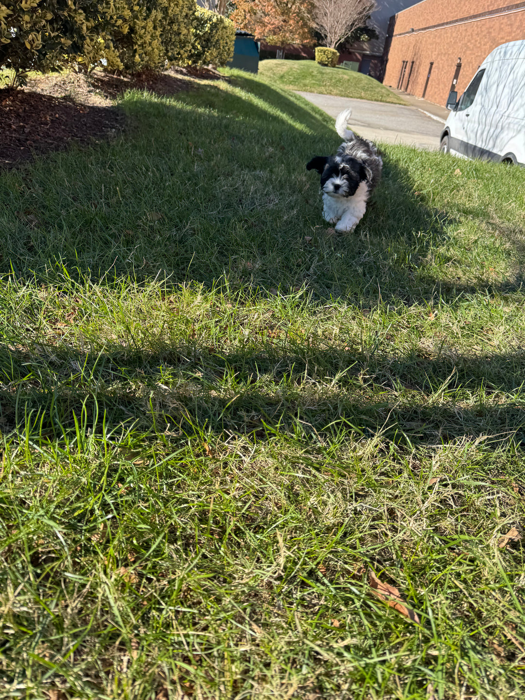 Teddy Bear (Shih Tzu/Bichon Frise) - 6985