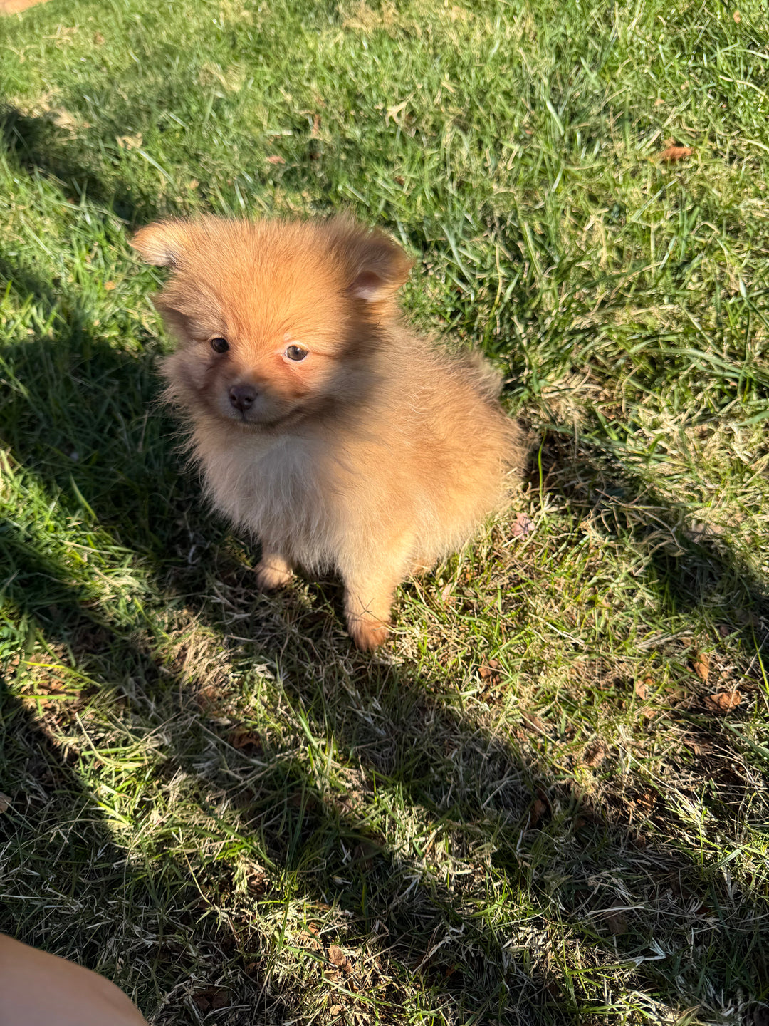 Pomeranian - 7466