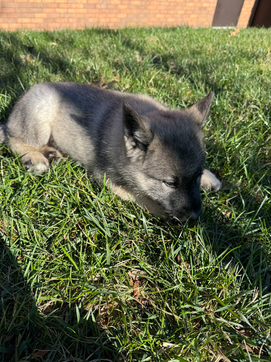 Norwegian Elkhound - 7481