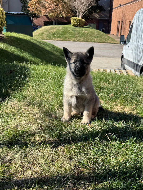 Norwegian Elkhound - 7481