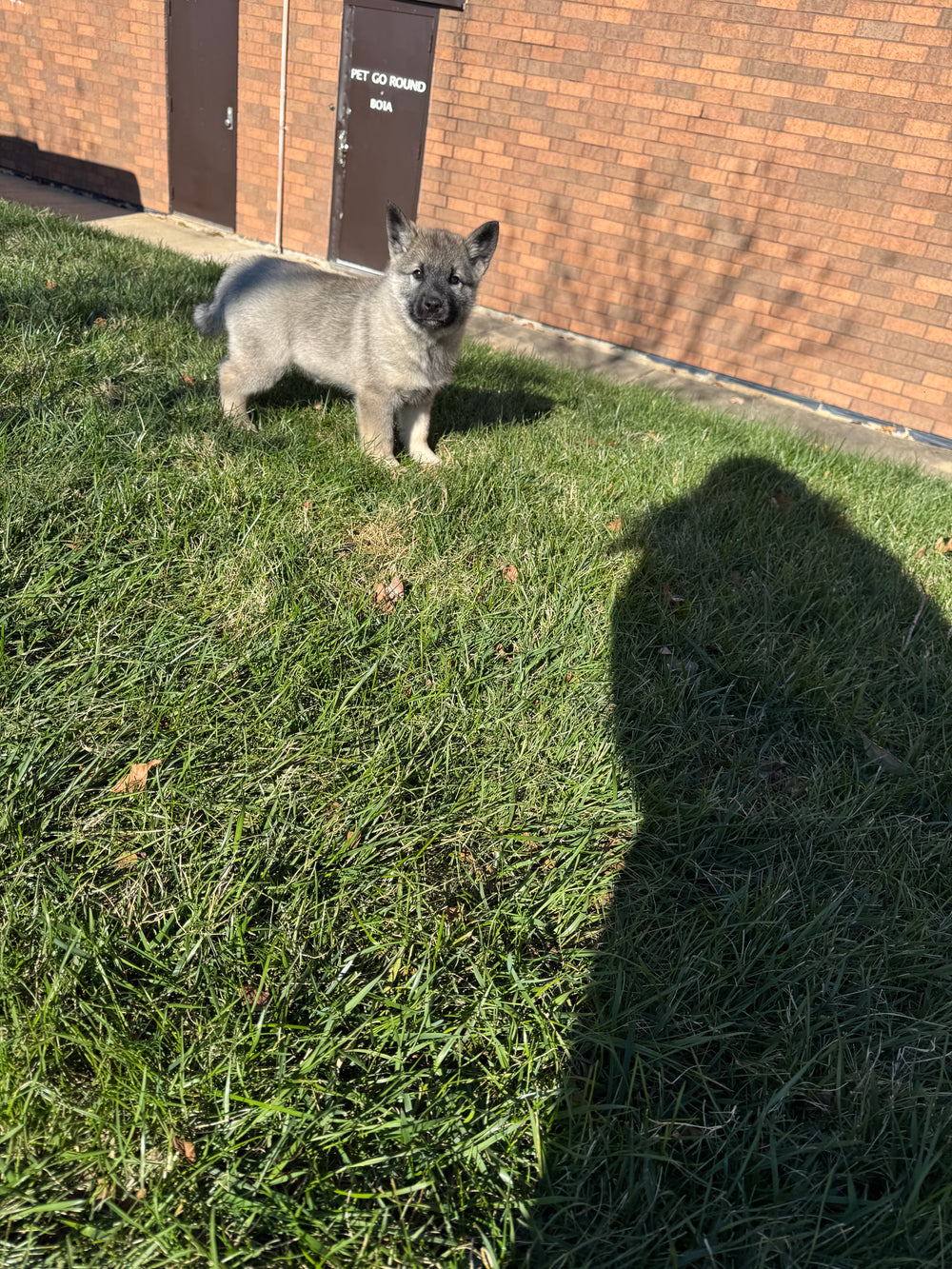 Norwegian Elkhound - 7481