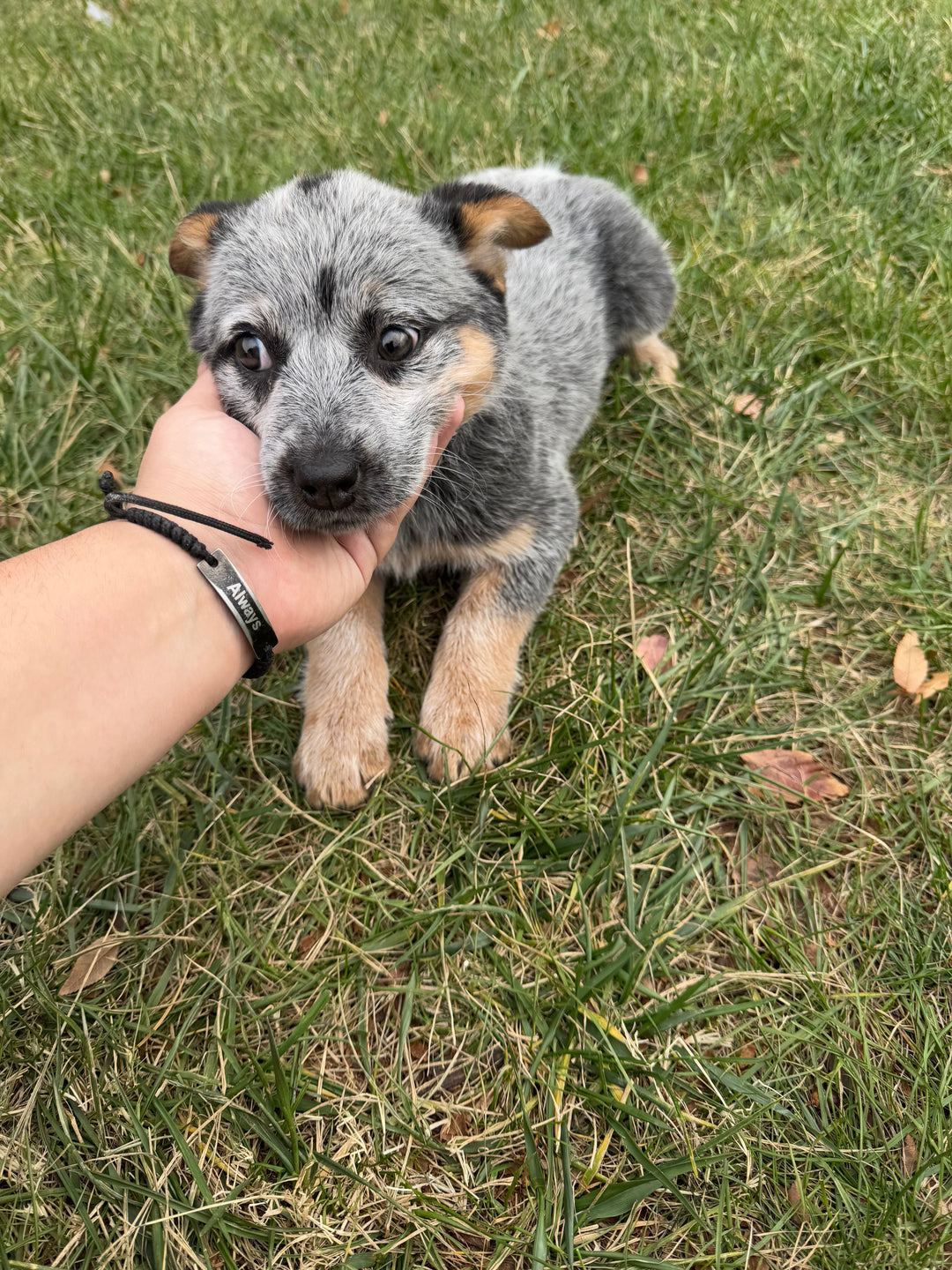 Australian Cattle Dog - 7472