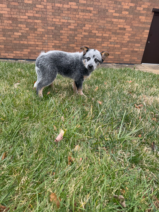 Australian Cattle Dog - 7472