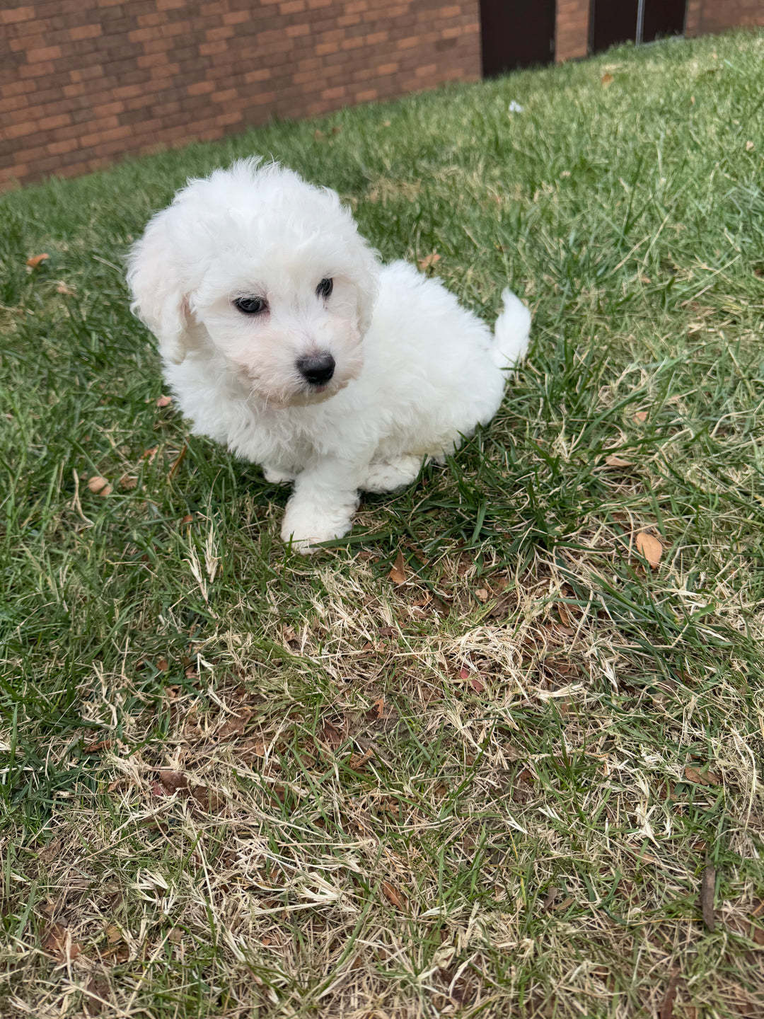 Bichon Frise - 7402