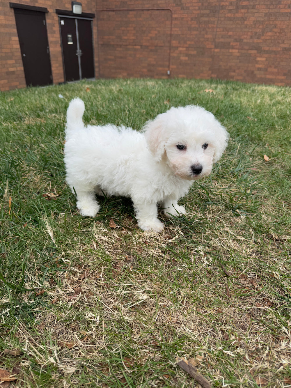 Bichon Frise - 7402