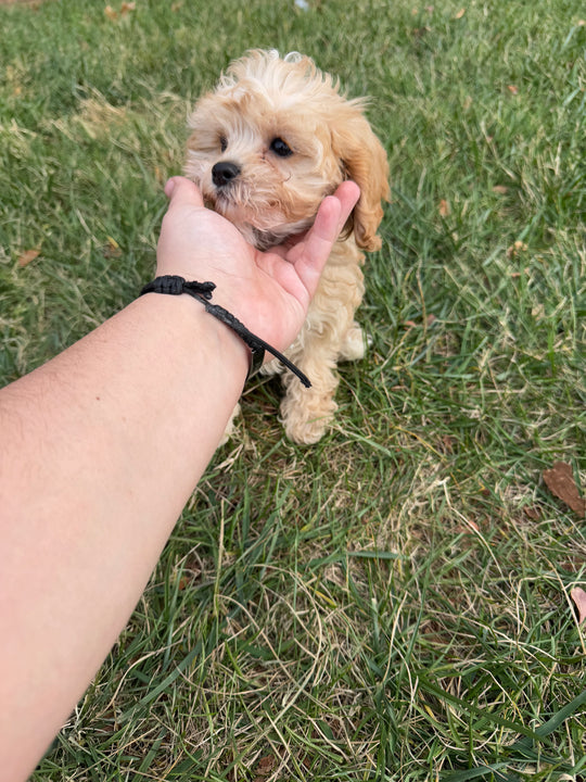 Cavapoo (Cavalier King Charles Spaniel/Poodle) - 7408