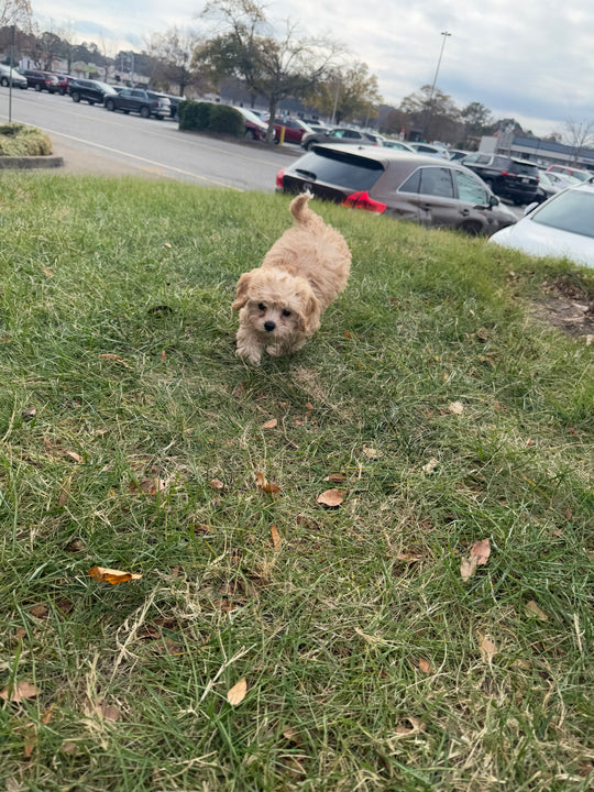 Cavapoo (Cavalier King Charles Spaniel/Poodle) - 7408