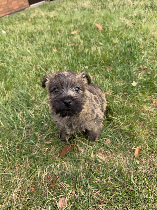 Cairn Terrier - 8379