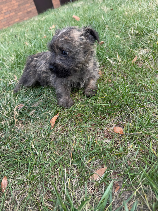 Cairn Terrier - 8379