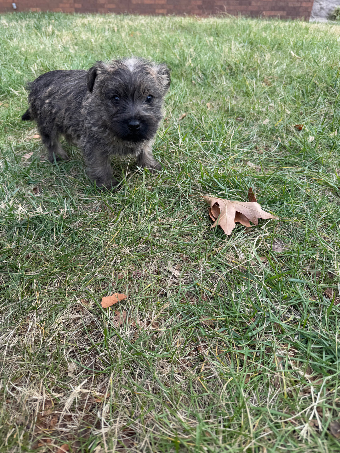 Cairn Terrier - 8379