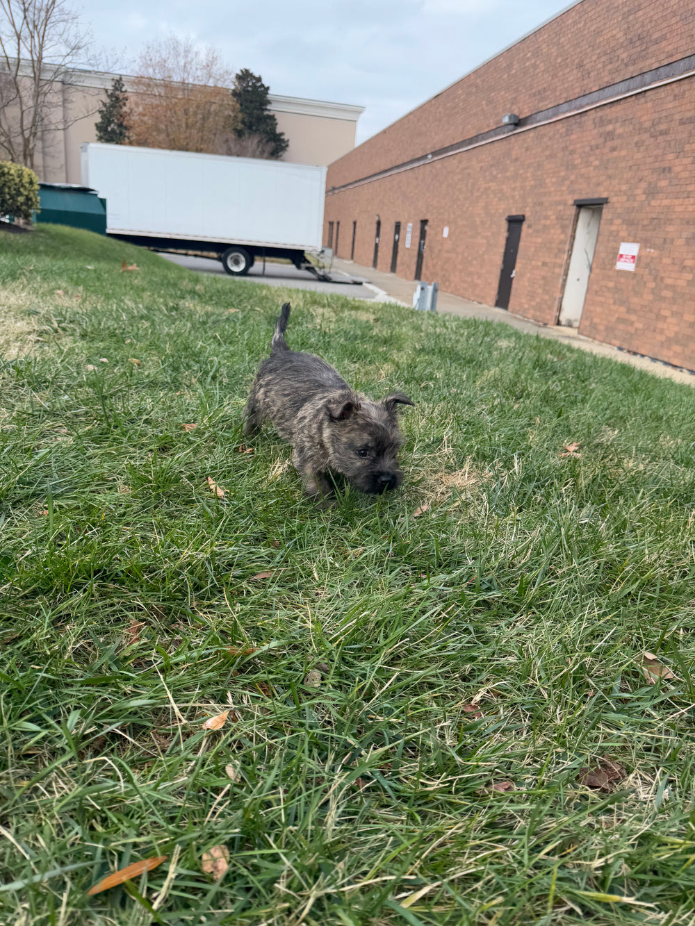 Cairn Terrier - 8379