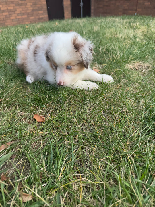 Australian Shepherd - 3491