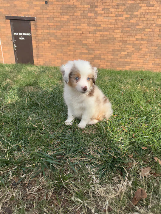 Australian Shepherd - 3491