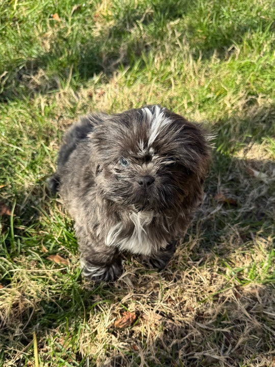 Shih-tzu - 8622