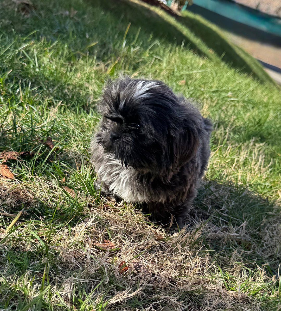 Shih-tzu - 8622