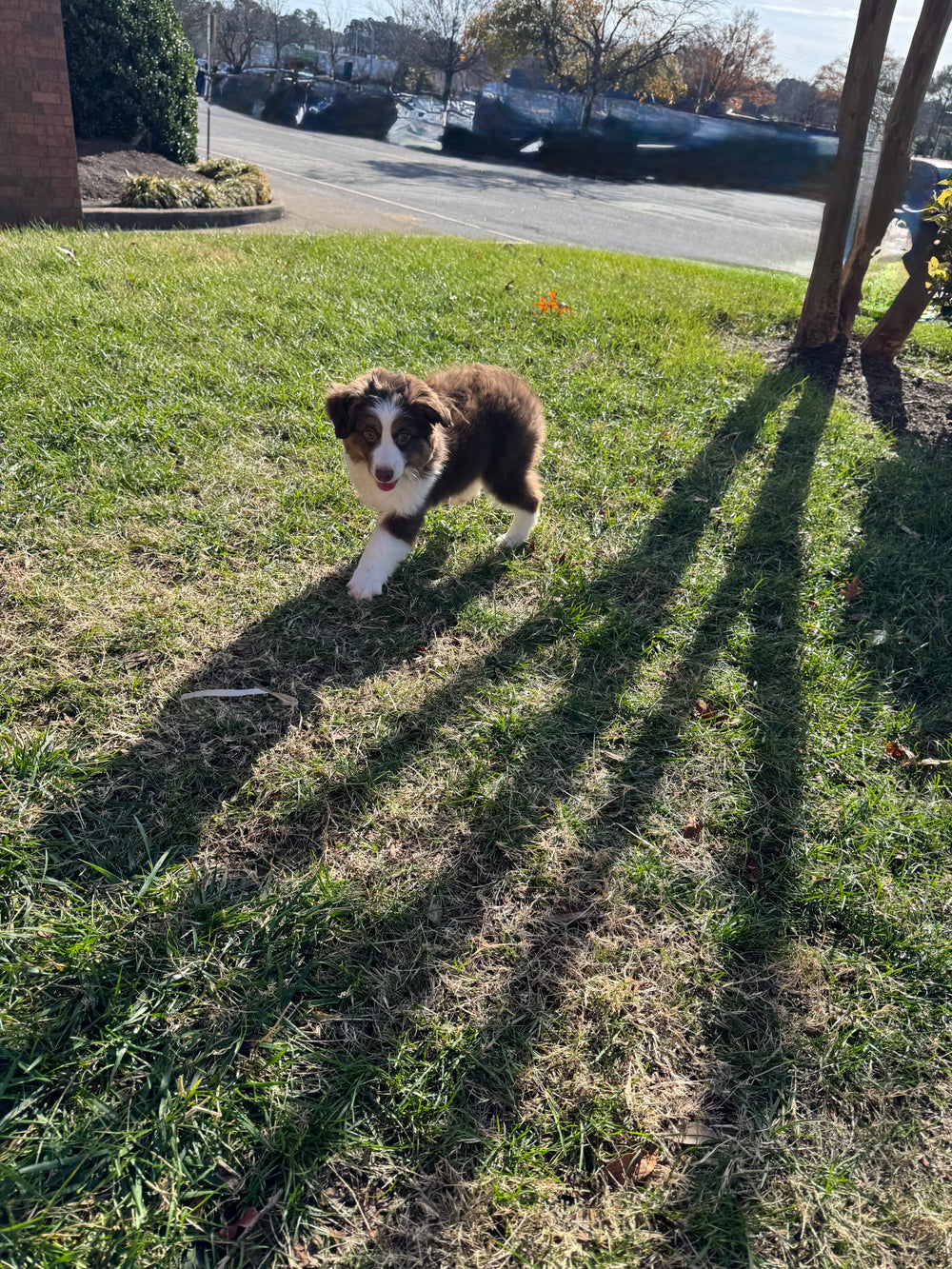 Australian Shepherd - 8391