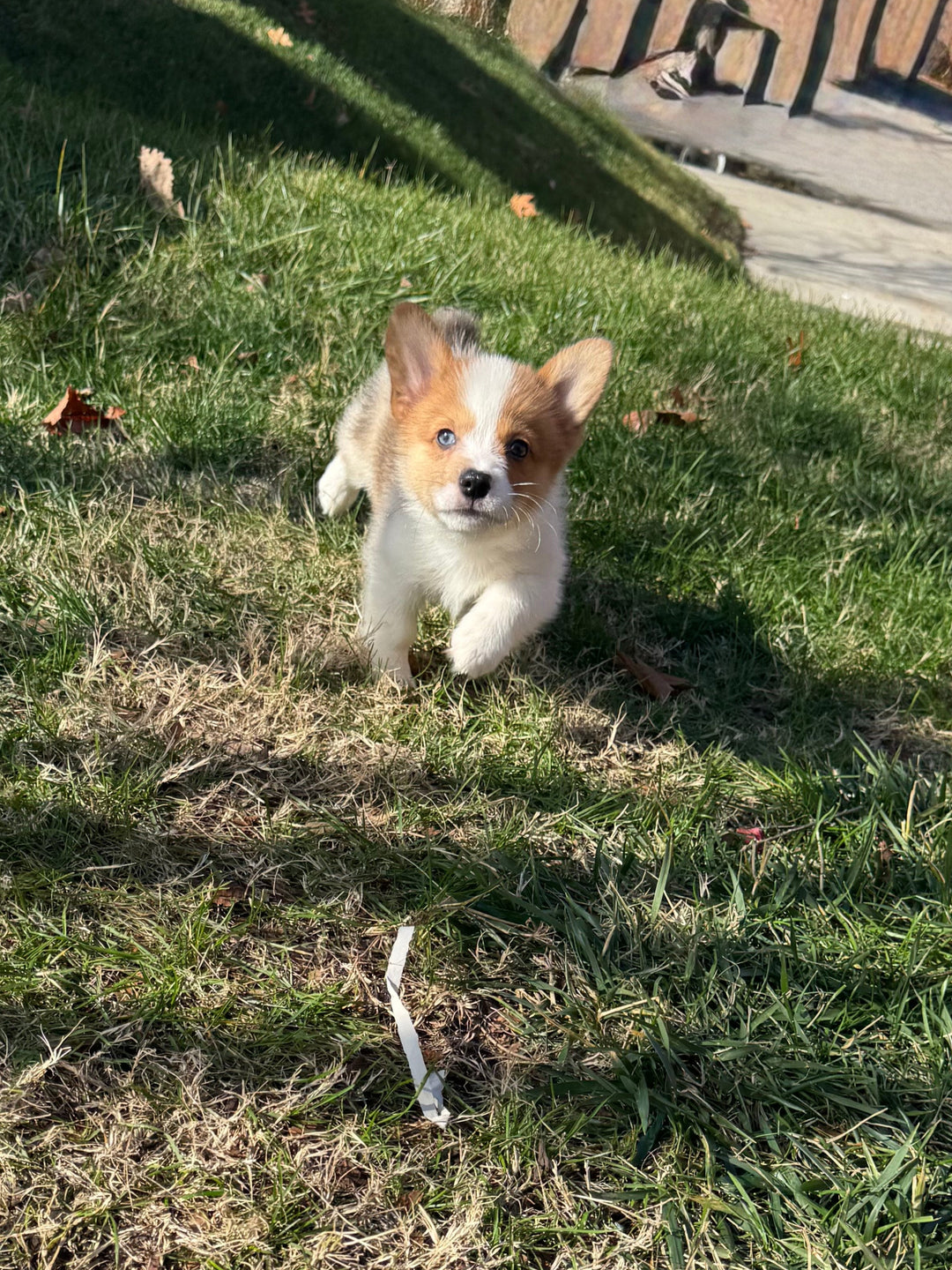 Pembroke Welsh Corgi - 8416