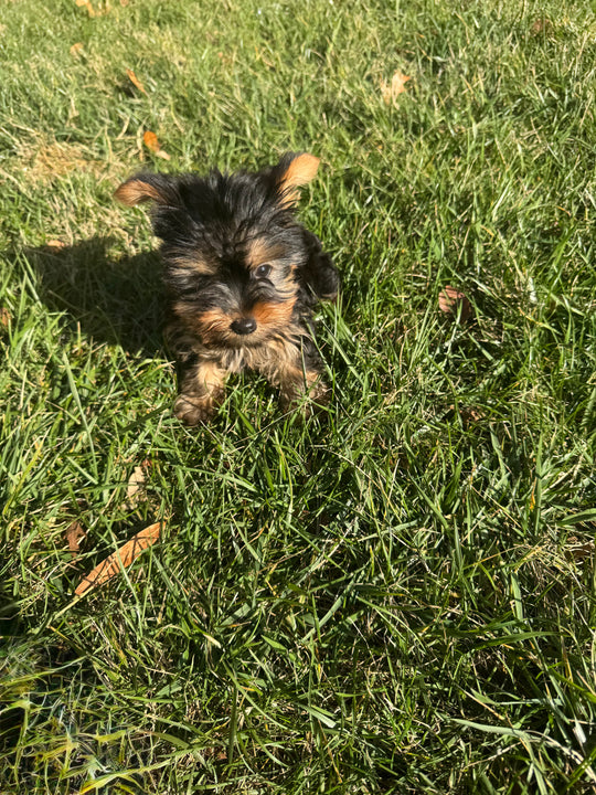 Yorkshire Terrier - 7430