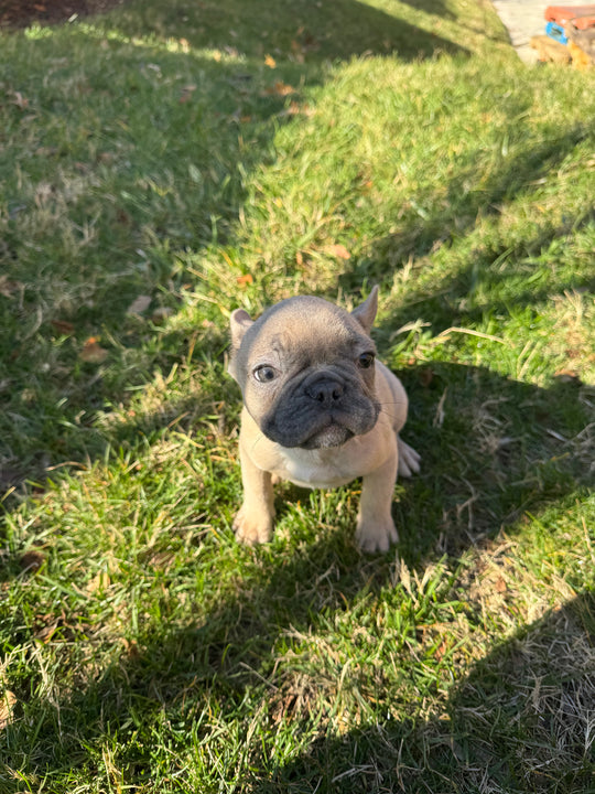 French Bulldog - 7442