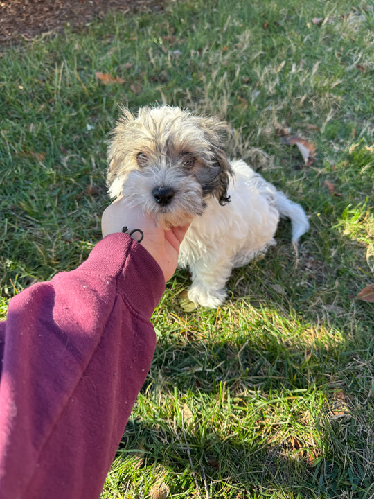 Havapoo (Havanese/Poodle) - 7680