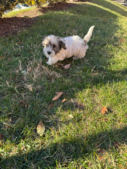 Havapoo (Havanese/Poodle) - 7680