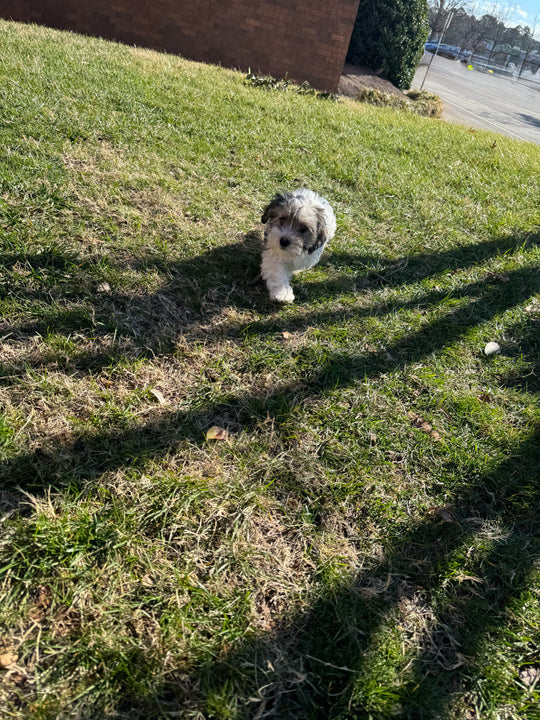 Havapoo (Havanese/Poodle) - 7680