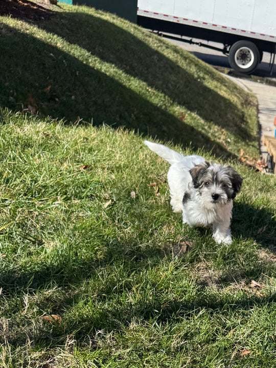 Havapoo (Havanese/Poodle) - 7680