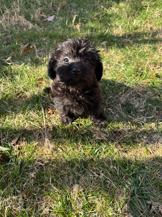 Yorkiepoo (Yorkie/Poodle) - 7545