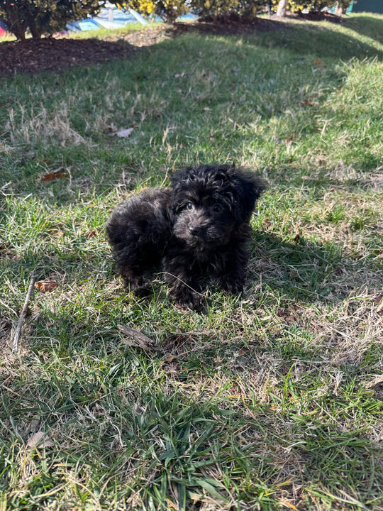 Yorkiepoo (Yorkie/Poodle) - 7545