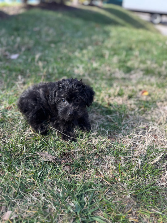 Yorkiepoo (Yorkie/Poodle) - 7545