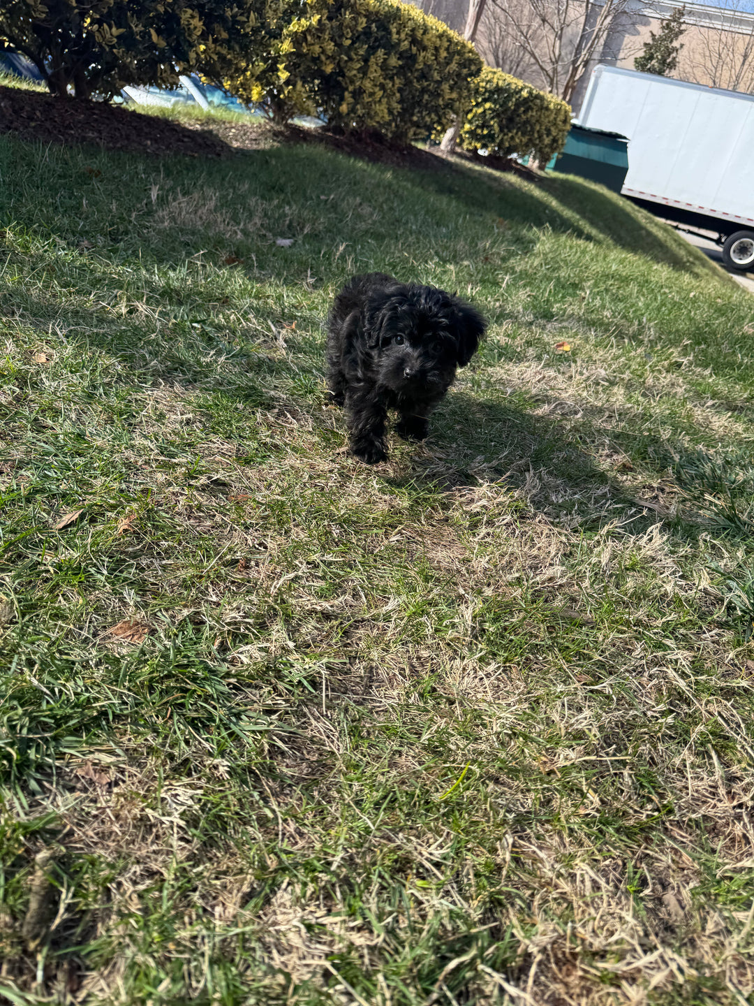 Yorkiepoo (Yorkie/Poodle) - 7545