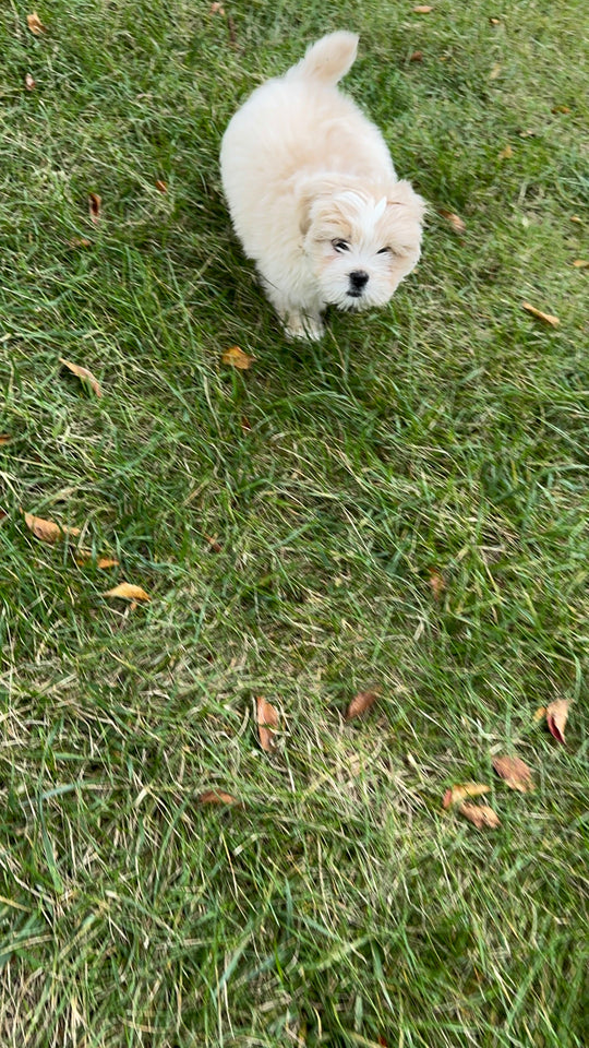 Lhasa Apso - 7680