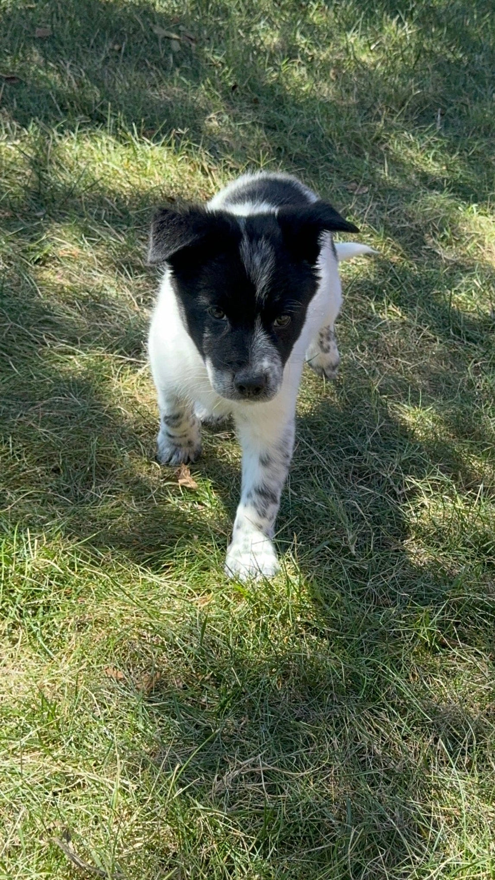 Australian Cattle Dog - 7375