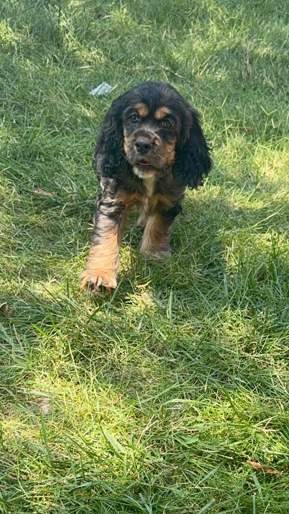 Cocker Spaniel - 7319