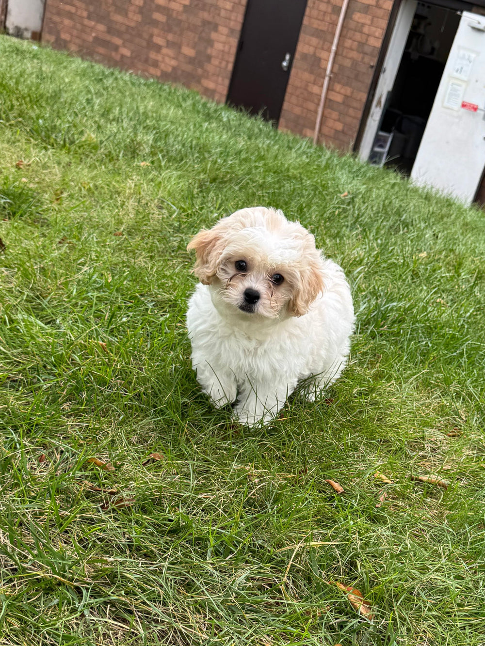 Peke-a-poo (Pekingese/Poodle) - 7052