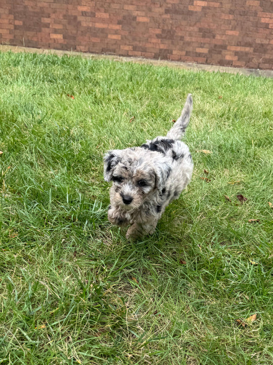 Poodle/Miniature Goldendoodle (Miniature Goldendoodle/Poodle) - 7661